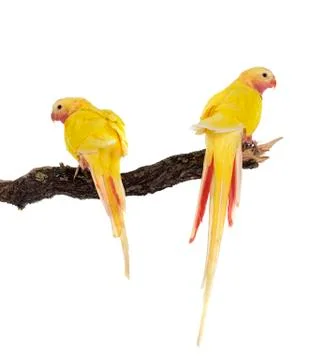 Princess parrot in studio Stock Photos