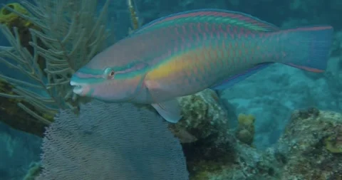 Princess parrotfish cruising reef Stock Footage 247642683