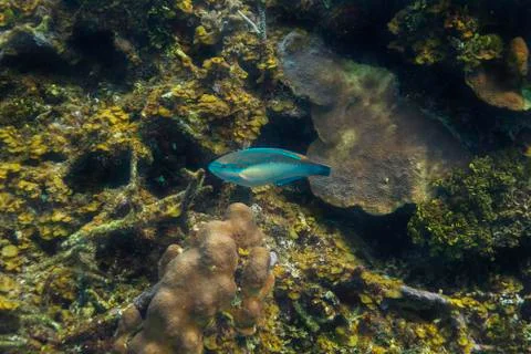 Princess parrotfish in a reef Stock-Fotos