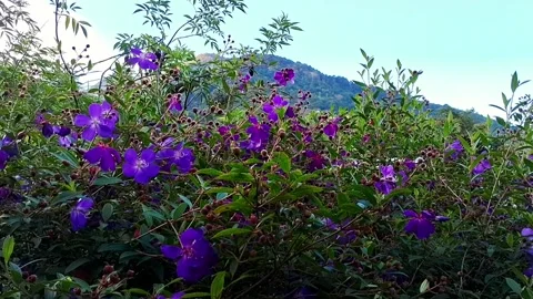 Princess Tibouchina Flowers Stock Footage 287833853
