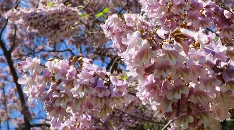 Princess Tree Flowers, Emperor Tree Flowers Paulownia Tomentosa Stock Footage 62171521