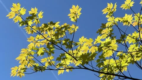 Princeton Gold Norway Maple tree yellow leaves Video stock 337506529