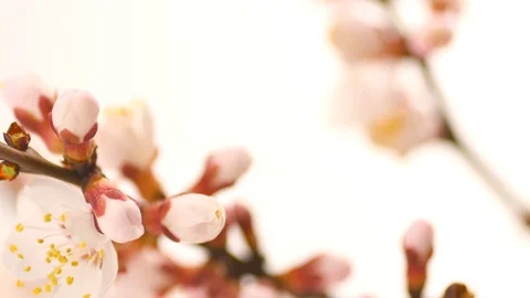 Pring flowers opening. Beautiful Spring Apricot tree blossom timelapse Stock Footage 106243344