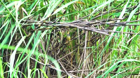 Prinia flaviventris Surabaya, Java Island, Indonesia Video stock 311325128