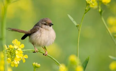 Prinia Stock Photos