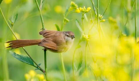 Prinia Stock Photos