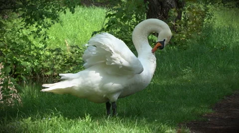 Prinking swan Video stock 5503306