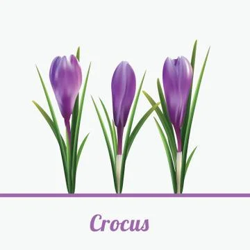 Print Crucus white background Stock Illustration