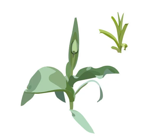 Print Stock Illustration