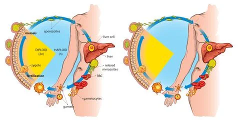 Print Stock Illustration