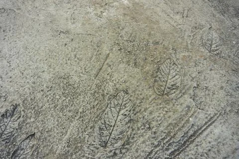 Print leaf pattern on cement vintage abstract background Stock Photos
