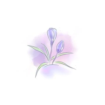 Print painted crocus Stock Illustration