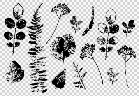 Print of plants on a white background with black ink Stock Illustration