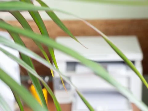 The printer through the leaves of the palm tree in the office Stock Photos