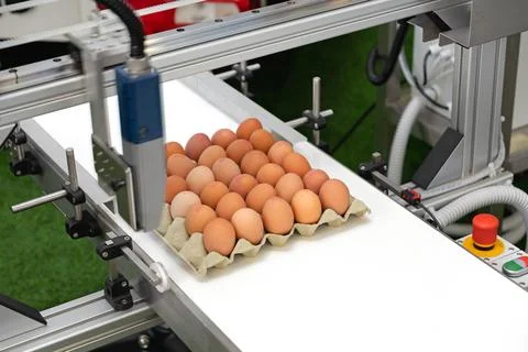 Printing Date Eggs Stock Photos