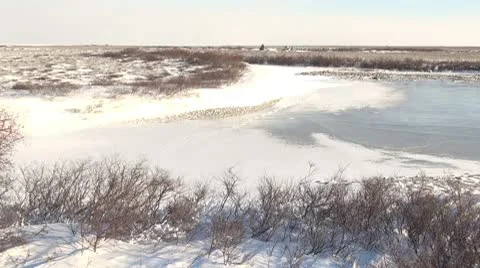 Prints of polar bear Stock Footage 10591533