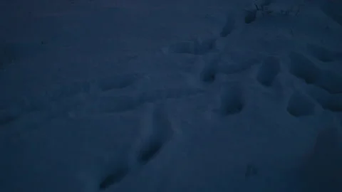 Prints in the snow Video stock 300016109