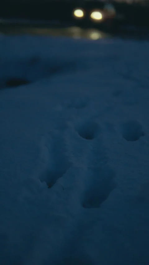 Prints in the snow Video stock 300016232