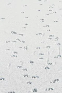 Prints in the snow Stock Photos