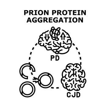 Prion protein aggregation causing neurodegenerative brain diseases Stock Illustration