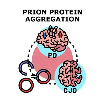 Prion protein aggregation causing neurodegenerative brain diseases Stock Illustration