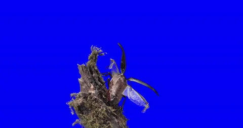 Prionus coriarius 스톡 동영상 137146925