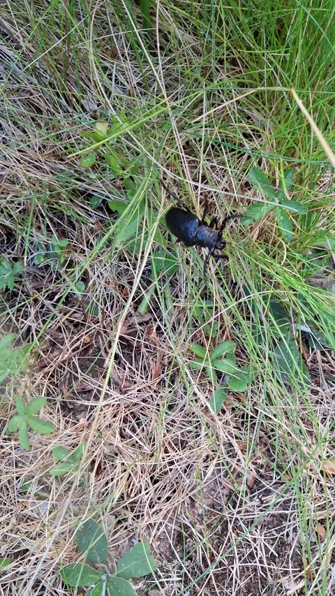 Prionus Coriarius Tanner Beetle Crawling Through Dry Grass And Soil Stock Footage 342490648