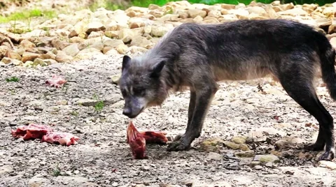 Priority with the chief of the pack of wolves Stock Footage 60268922