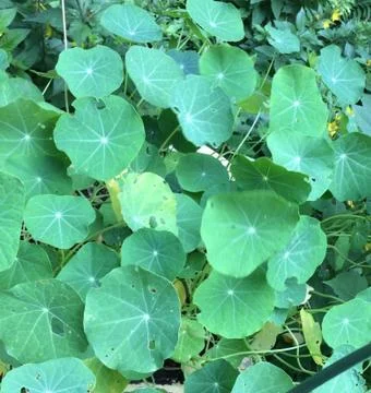 Природа Stock Photos