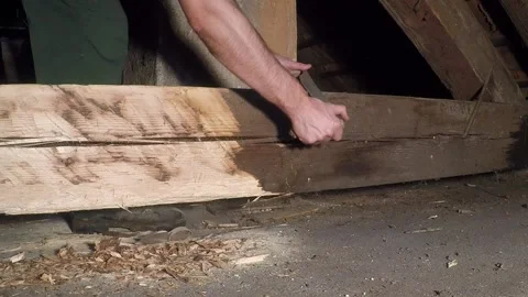 Prism infested with wood-destroying insects Stock Footage 130213665