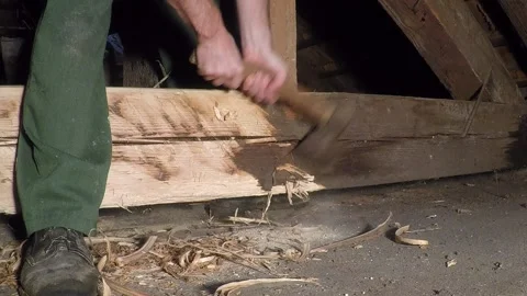 Prism infested with wood-destroying insects Stock Footage 147616463