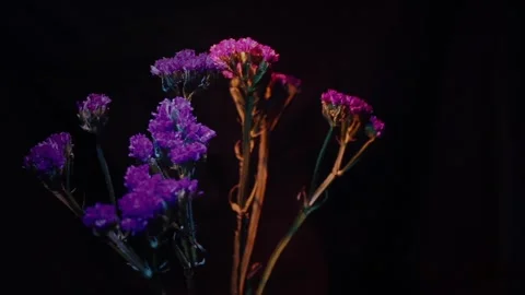 Prismatic Flora: Rotating Flowers &amp; Light Stock Footage 302475935