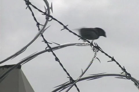 Prison 19 Stock Footage