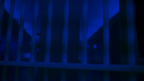 Prison, prison cell bars and prison door, escape from prison, bank vault Stock Footage 98167478
