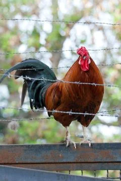 Prisoner cock Stock Photos