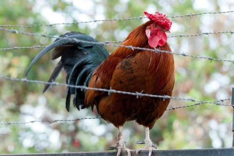 Prisoner cock Stock Photos