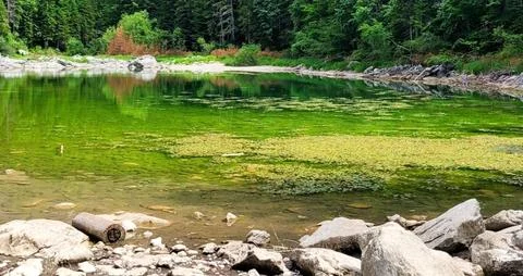 Pristine Alpine Lake Surrounded by Lush Green Forest Stock Photos