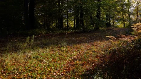 Pristine autumn forest in October Stock Footage 166399058
