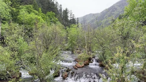 Pristine Cascading Stream Amidst Lush Green Forest, Jiuzhaigou Valley, Sichuan 動画素材 337914726