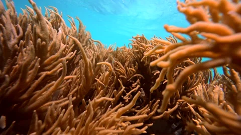 Pristine coarl reef underwater in the Pacific Ocean Vidéo 318540748
