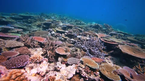 Pristine coarl reef underwater in the Pacific Ocean Stock Footage 318540827