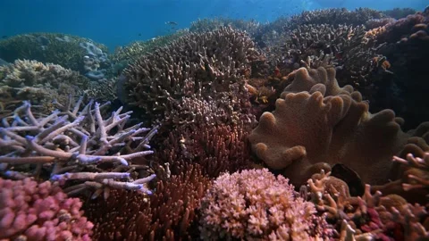 Pristine coarl reef underwater in the Pacific Ocean Stock Footage 318599904