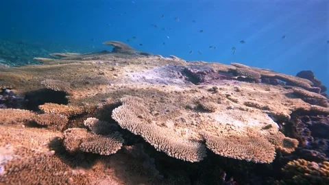 Pristine coarl reef underwater in the Pacific Ocean Stock Footage 318600058