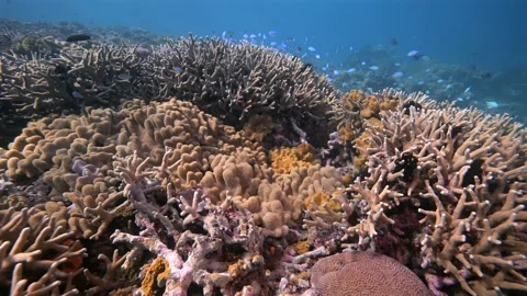 Pristine coarl reef underwater in the Pacific Ocean Stock Footage 318600080