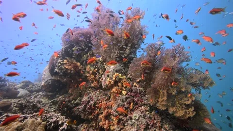 Pristine coarl reef underwater in the Pacific Ocean Stock Footage 318601279