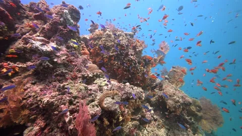 Pristine coarl reef underwater in the Pacific Ocean Stock Footage 318601481