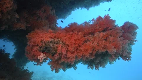 Pristine coarl reef underwater in the Pacific Ocean Stock Footage 318601504