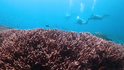 Pristine coral and group of divers Video stock 130240555