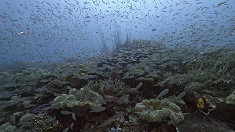 Pristine Coral reef landscape full of corals and fishes, Raja Ampat, Indonesia Stock Footage 296653155