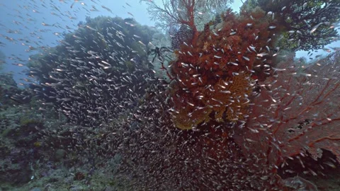 Pristine Coral Reef scene from Raja Ampat, Indonesia Video stock 296652921